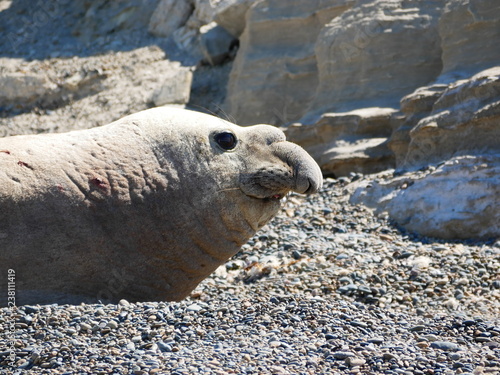 Obraz na płótnie Sea elephants rest on the Atlantic Coast of Patagonia w salonie