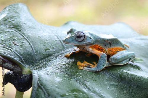 Dumpy tree frog