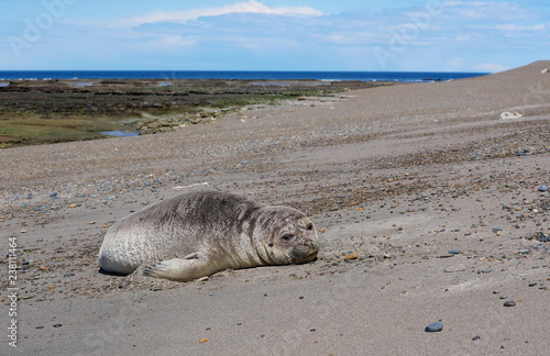 Obraz na płótnie Sea elephants rest on the Atlantic Coast of Patagonia w salonie