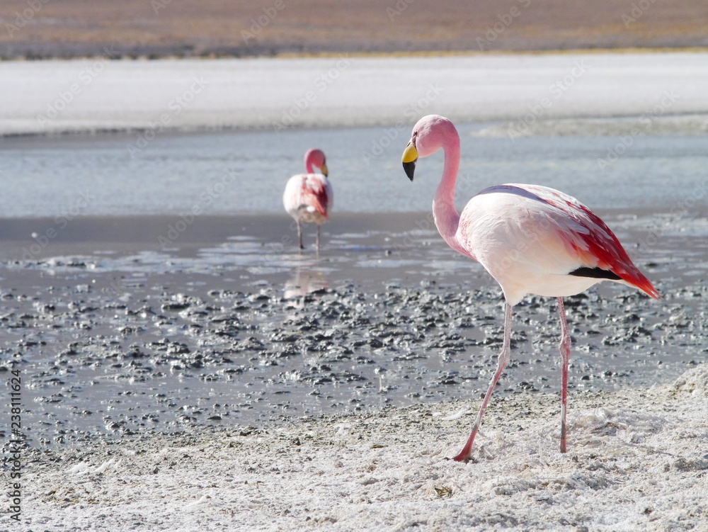 Flamingos and lagoons of Bolivia. Andean altiplano.