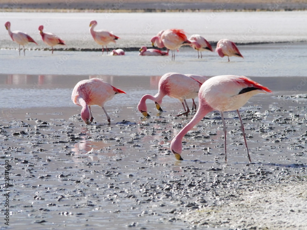 Flamingos and lagoons of Bolivia. Andean altiplano.