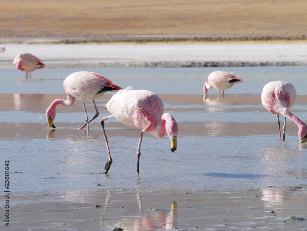 Flamingos and lagoons of Bolivia. Andean altiplano.