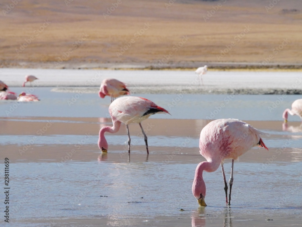 Flamingos and lagoons of Bolivia. Andean altiplano.