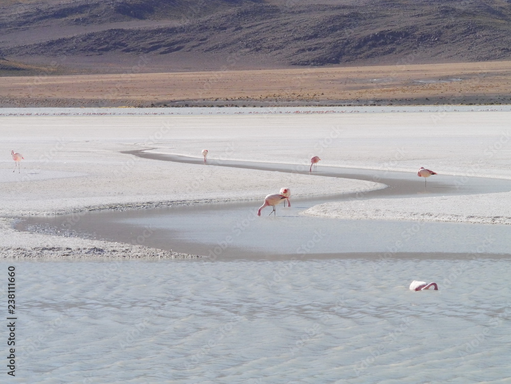 Flamingos and lagoons of Bolivia. Andean altiplano.