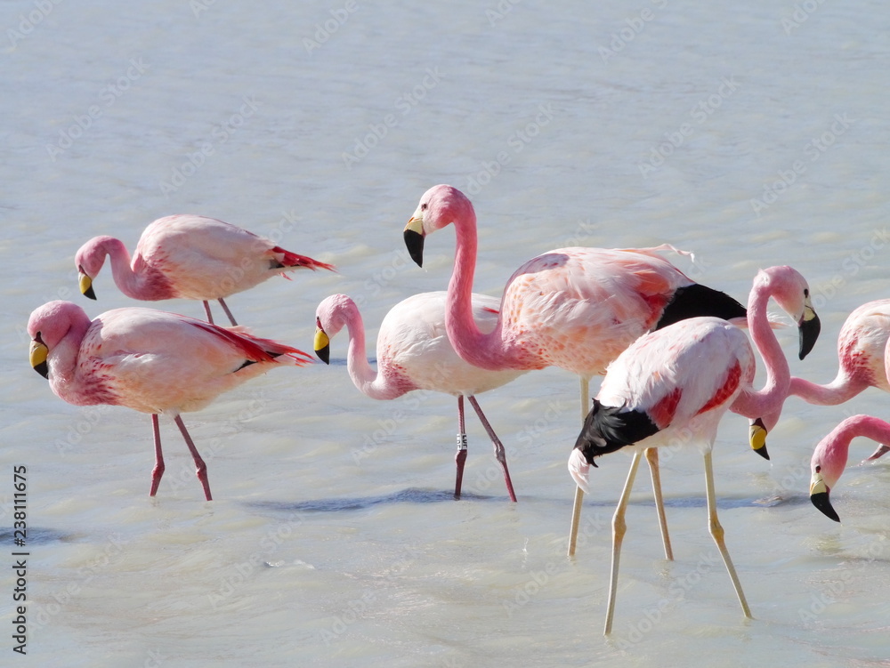 Flamingos and lagoons of Bolivia. Andean altiplano.