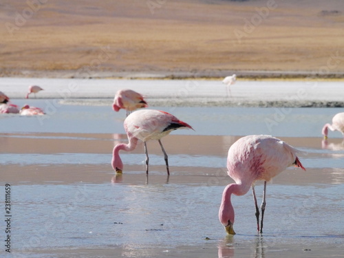 Obraz na płótnie Flamingos and lagoons of Bolivia. Andean altiplano. w salonie