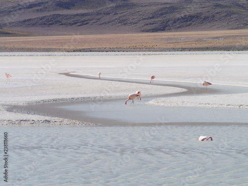 Obraz na płótnie Flamingos and lagoons of Bolivia. Andean altiplano. w salonie