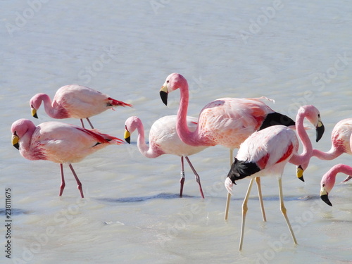 Obraz na płótnie Flamingos and lagoons of Bolivia. Andean altiplano. w salonie