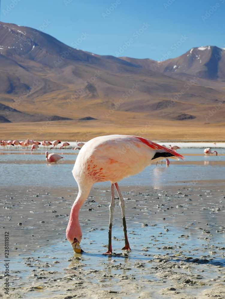 Flamingos and lagoons of Bolivia. Andean altiplano.