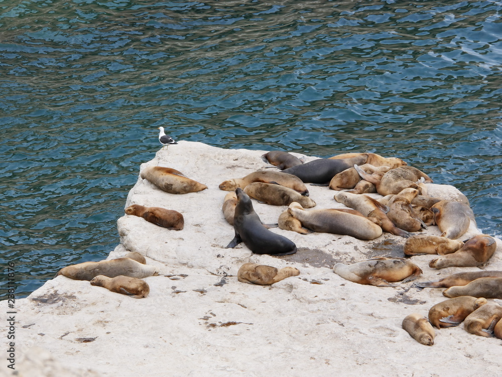 Sea lions on a rock of the coast of Patagonia.