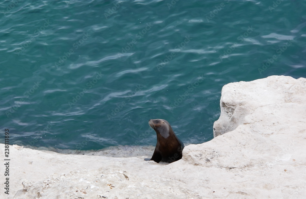 Sea lions on a rock of the coast of Patagonia.