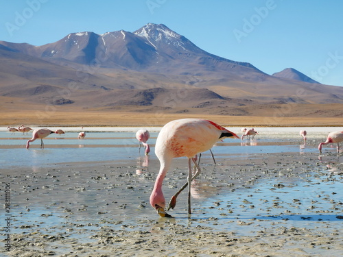 Obraz na płótnie Flamingos and lagoons of Bolivia. Andean altiplano. w salonie