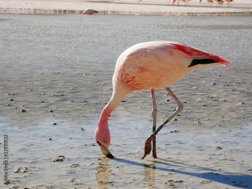 Flamingos and lagoons of Bolivia. Andean altiplano.