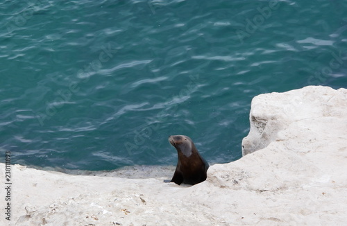Obraz na płótnie Sea lions on a rock of the coast of Patagonia. w salonie