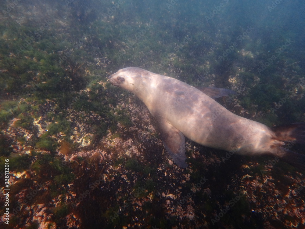 Obraz premium Sea lions swimming underwater in the sea of Patagonia