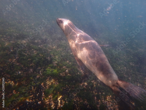 Fototapeta Naklejka Na Ścianę i Meble -  Sea lions swimming underwater in the sea of Patagonia
