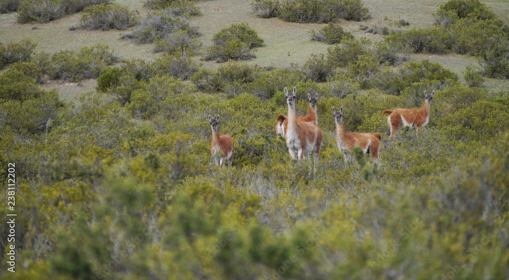 Group of Guanacos in the steppe of Patagonia.