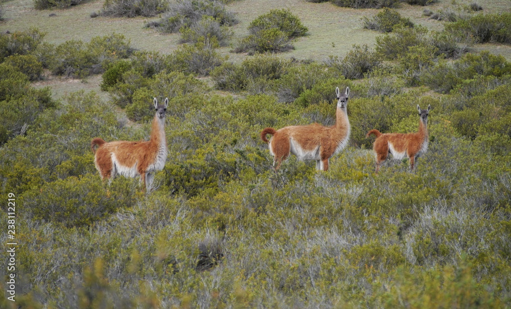 Group of Guanacos in the steppe of Patagonia.
