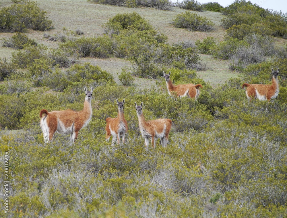 Group of Guanacos in the steppe of Patagonia.