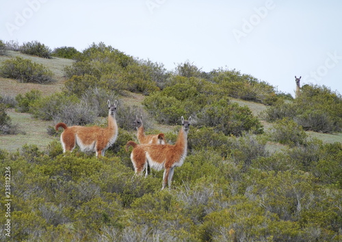 Group of Guanacos in the steppe of Patagonia.