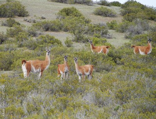 Obraz na płótnie Group of Guanacos in the steppe of Patagonia. w salonie