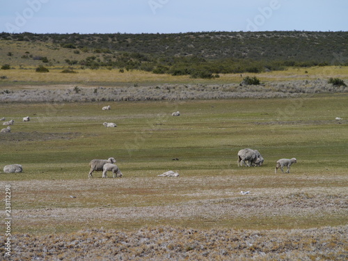 Merino sheeps in Patagonia Argentina