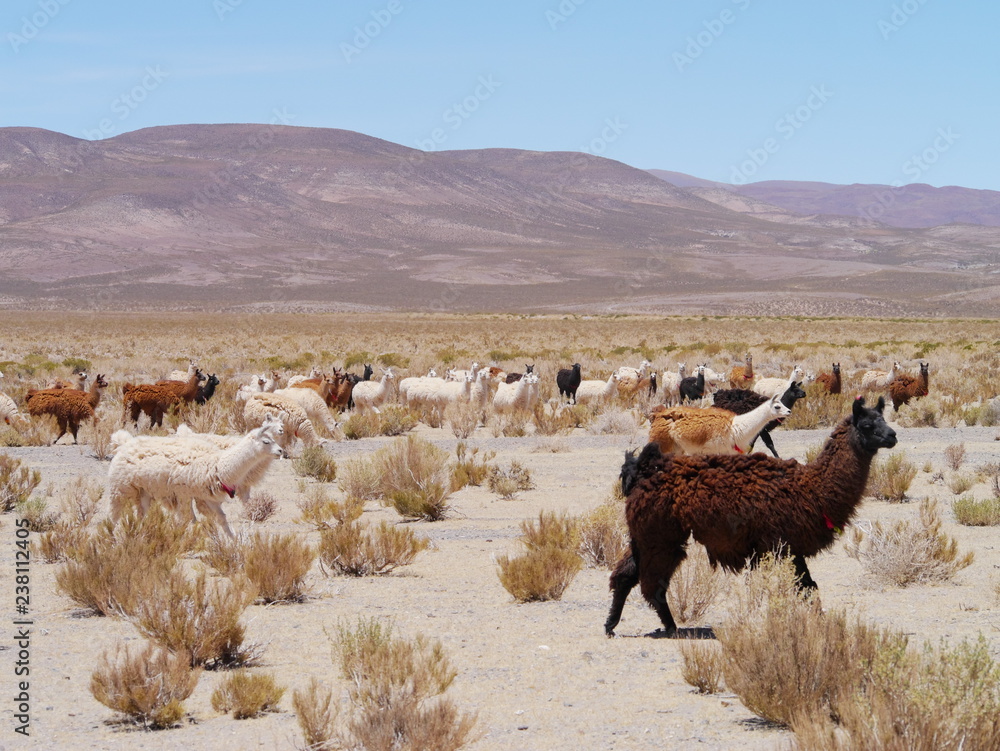 Llamas on the Andean Altiplano.