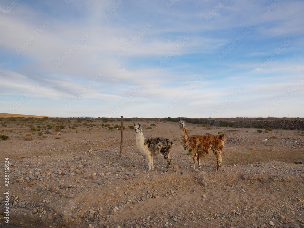 Llamas on the Andean Altiplano.