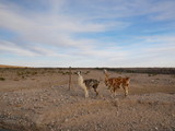 Llamas on the Andean Altiplano.