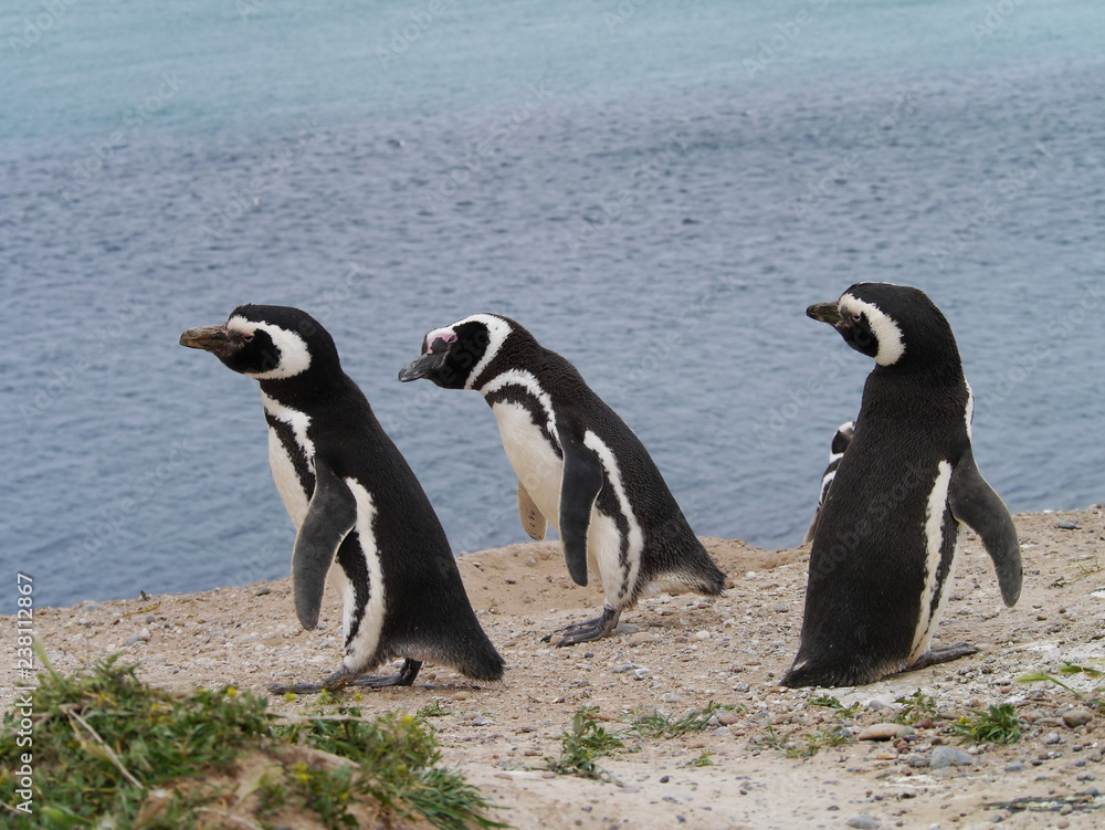 Magellanic penguins on the coast of Patagonia Argentina.