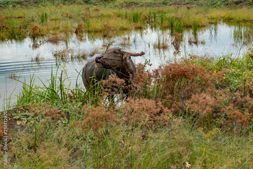 Obraz premium Buffalo in rice field