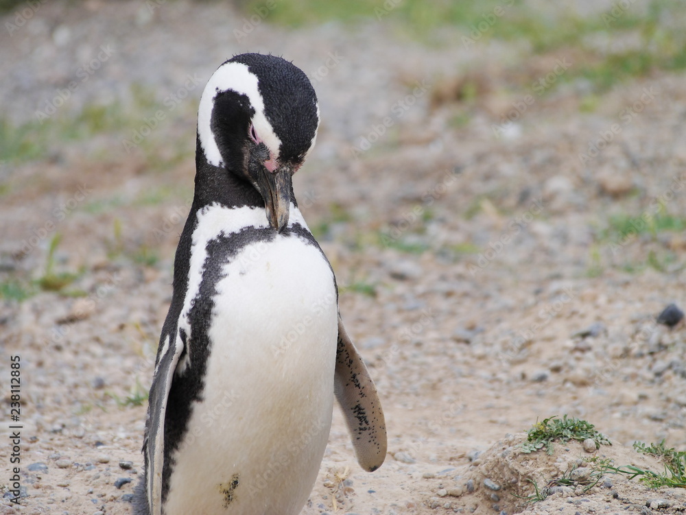 Magellanic penguins on the coast of Patagonia Argentina.