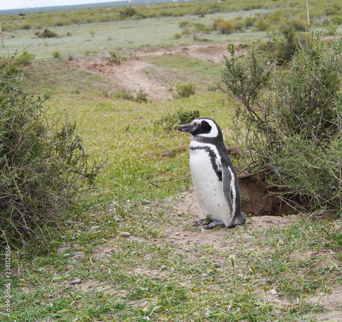 Magellanic penguins on the coast of Patagonia Argentina.