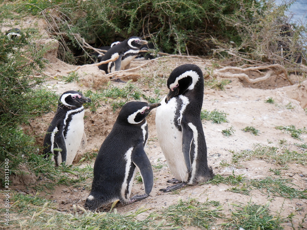 Magellanic penguins on the coast of Patagonia Argentina.