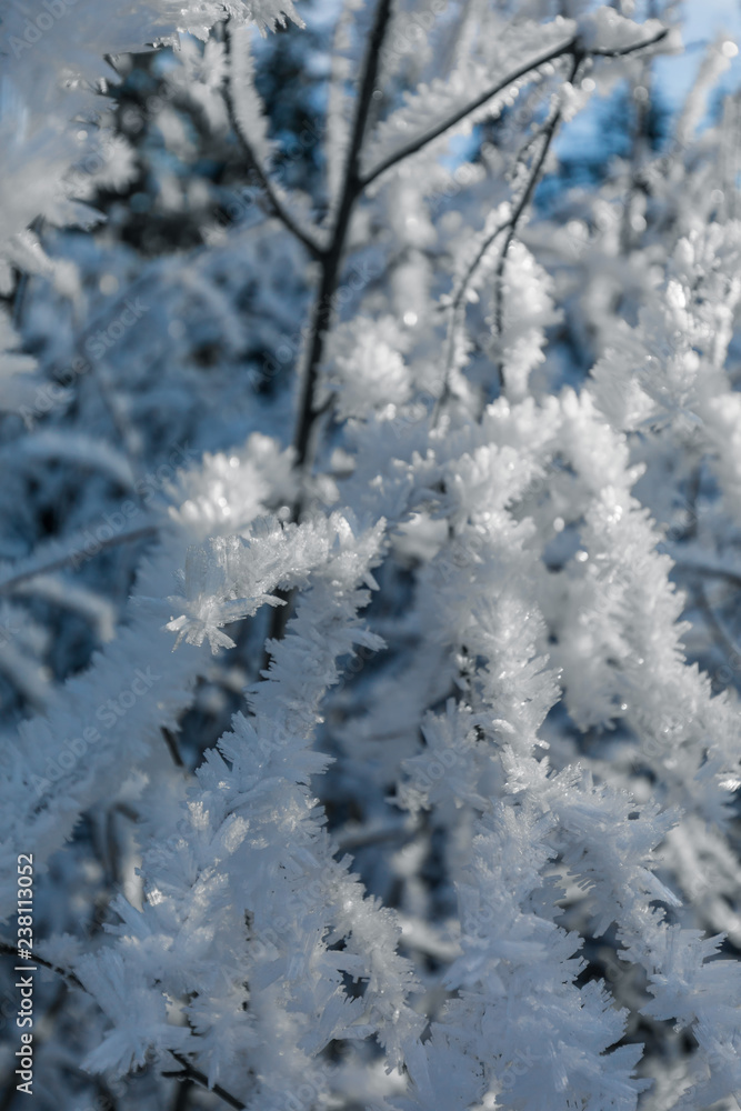 Hoarfrost ice formation on tree branches closeup Hoarfrost ice formation on tree branches closeup