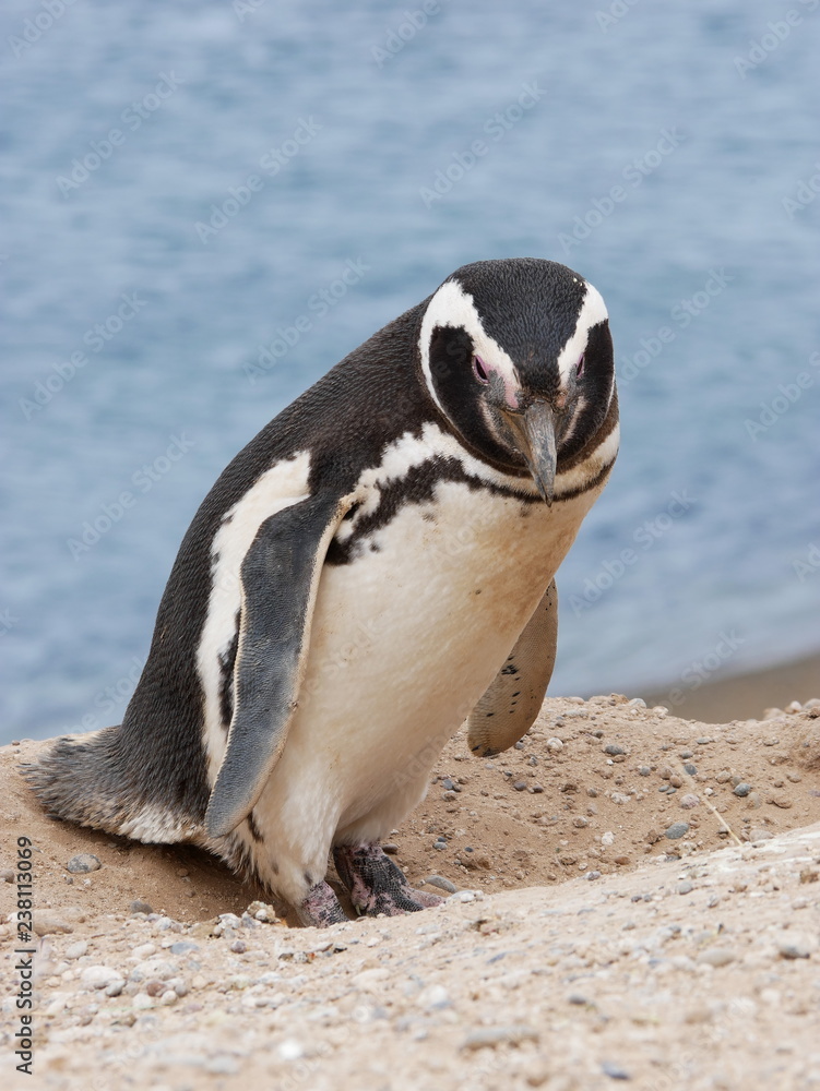 Magellanic penguins on the coast of Patagonia Argentina.