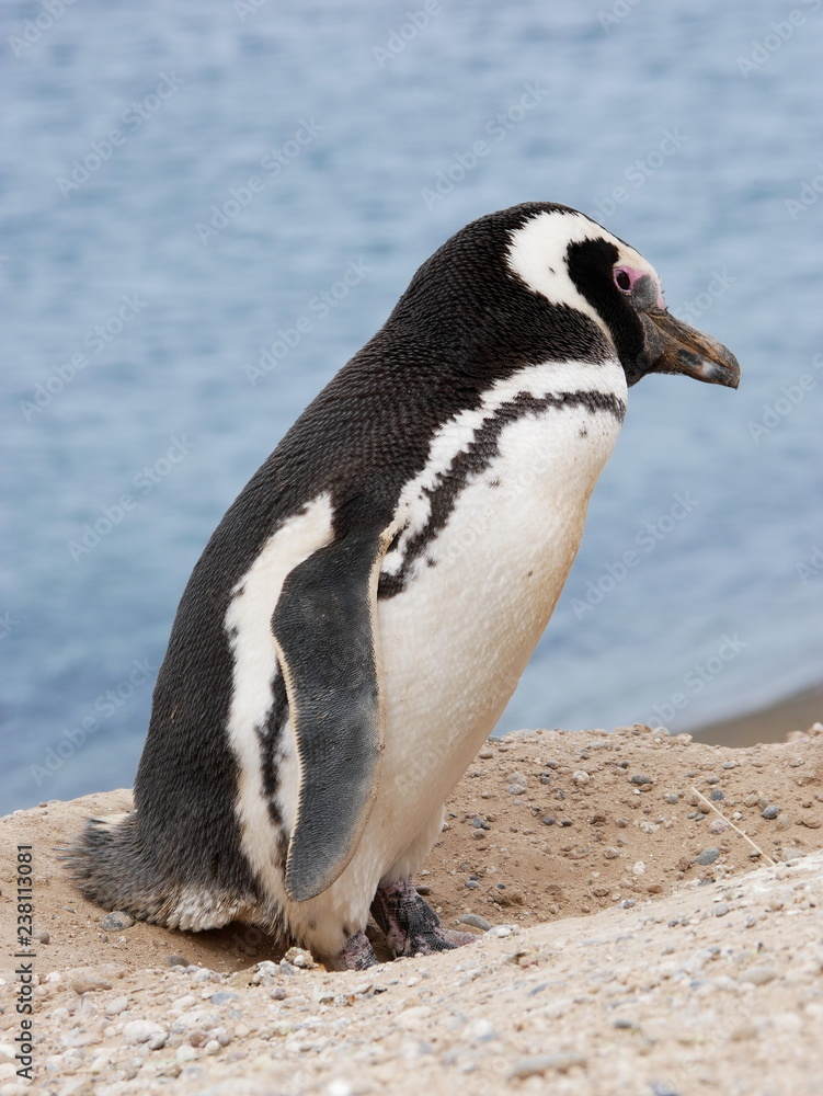Magellanic penguins on the coast of Patagonia Argentina.
