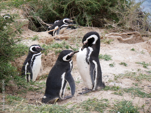 Obraz na płótnie Magellanic penguins on the coast of Patagonia Argentina. w salonie