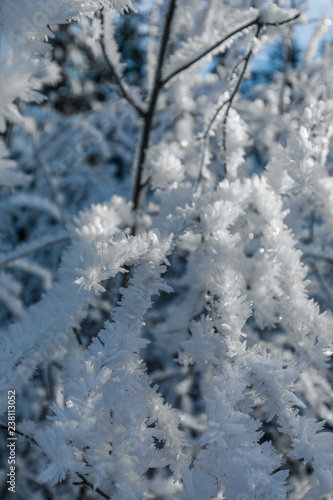 Hoarfrost ice formation on tree branches closeup