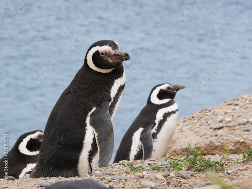 Magellanic penguins on the coast of Patagonia Argentina.