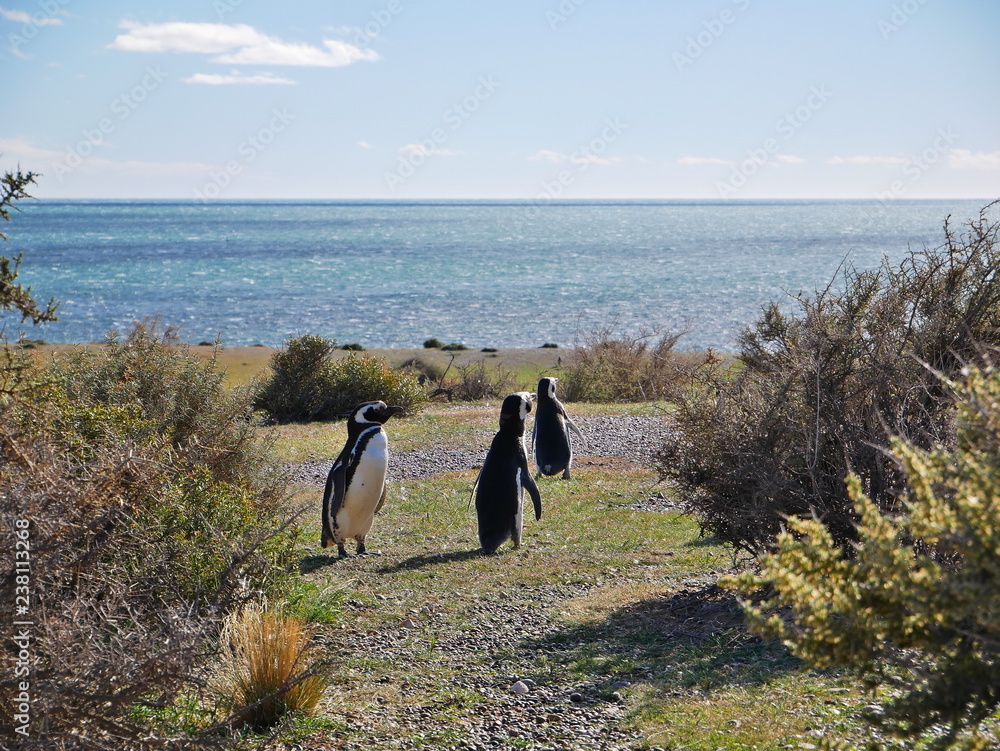 Magellanic penguins on the coast of Patagonia Argentina.