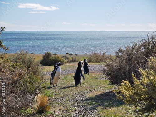 Obraz na płótnie Magellanic penguins on the coast of Patagonia Argentina. w salonie