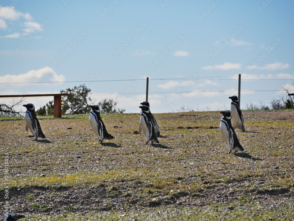 Magellanic penguins on the coast of Patagonia Argentina.
