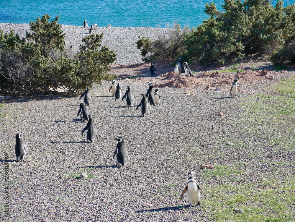 Magellanic penguins on the coast of Patagonia Argentina.