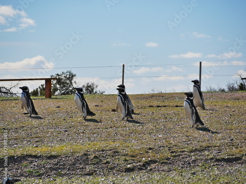 Obraz na płótnie Magellanic penguins on the coast of Patagonia Argentina. w salonie
