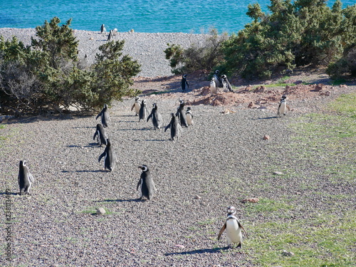 Obraz na płótnie Magellanic penguins on the coast of Patagonia Argentina. w salonie