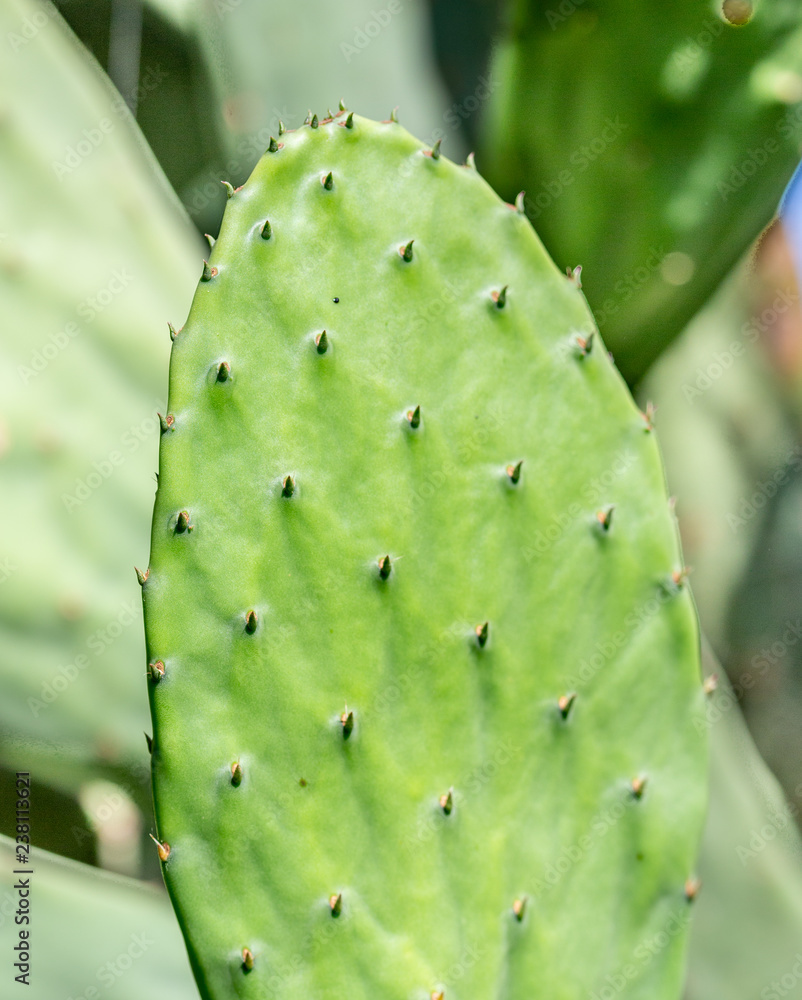 Mexican cactus. Tuna fruit. Cactus leaves background Mexican cactus. Tuna fruit. Cactus leaves background