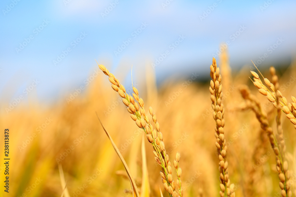 Mature rice in rice field, Mature rice in rice field,