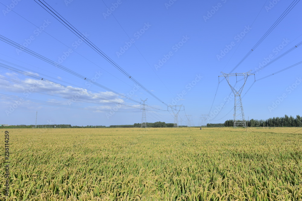 Mature rice in the field Mature rice in the field