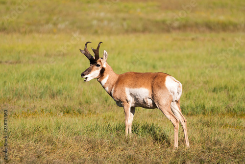 Pronghorn Antelope  Antilocapra americana  Buck